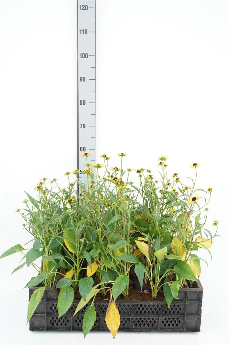 Rudbeckia fulg. 'Little Goldsturm' 9 cm kruka
