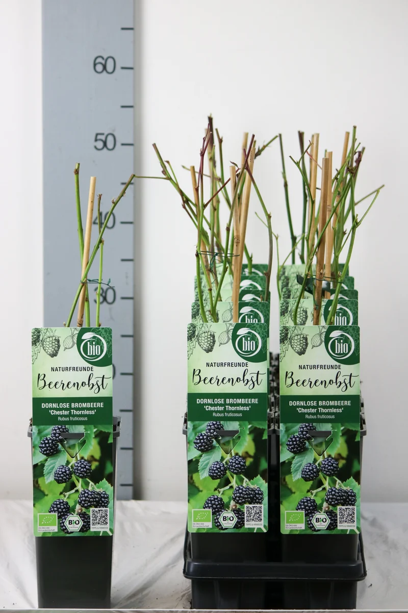 Rubus frut. 'Chester Thornless' C2 (2 liters kruka) 30-35 cm