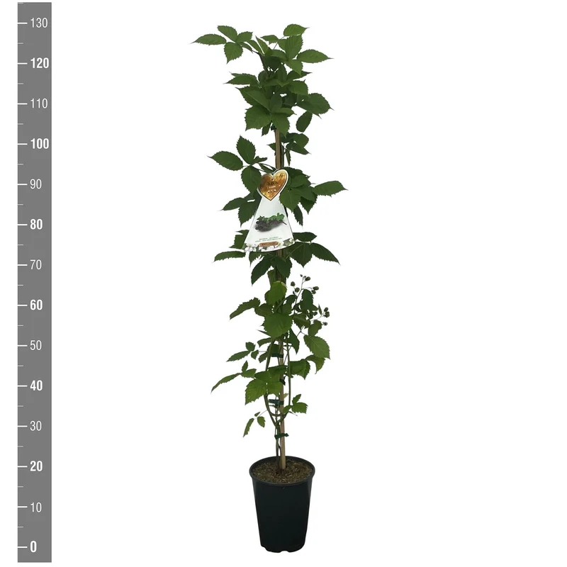 Rubus frut. 'Armando'® C4 (4 liters kruka) 120 cm käpp