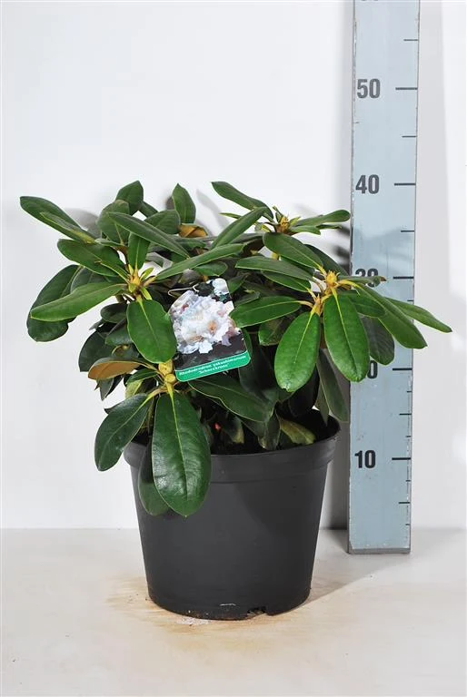 Rhododendron (Y) 'Schneekrone' C5 (5 liters kruka) 25-30 cm
