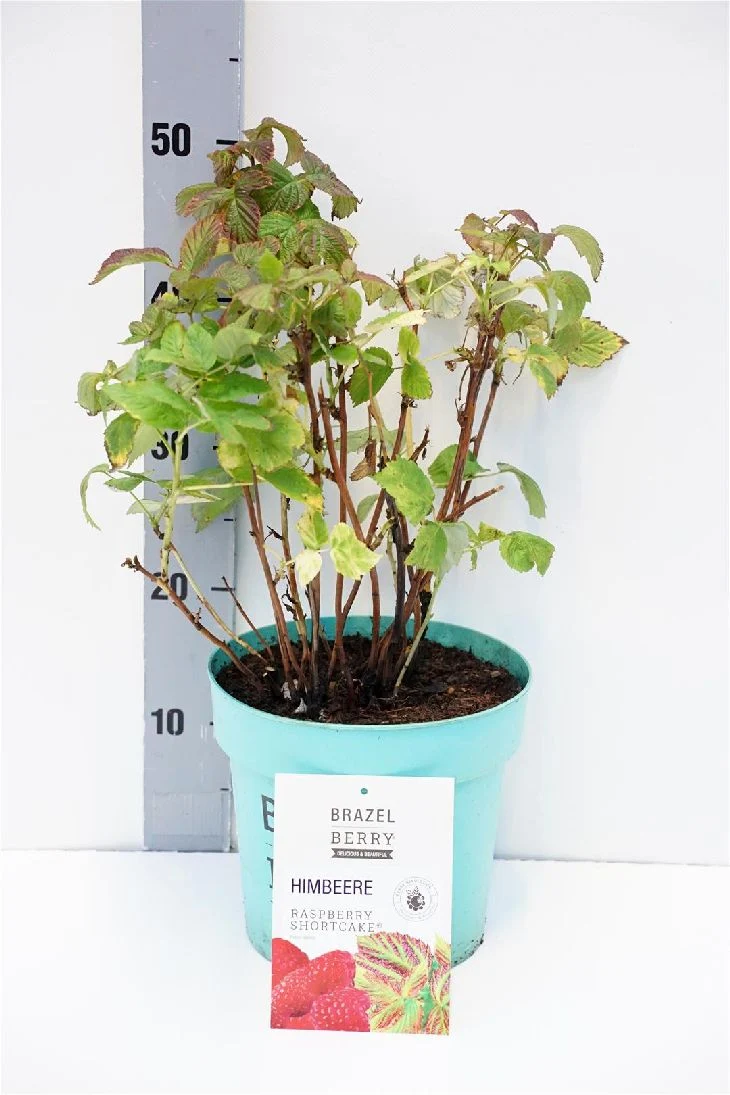 Rubus BrazelBerry® 'Ras.Shortcake'® C5 (5 liters kruka) 25-30 cm
