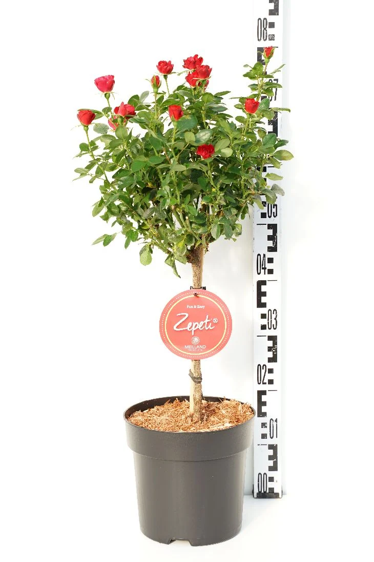 Rosa 'Zepeti' 30 cm stam C5 (5 liters kruka)