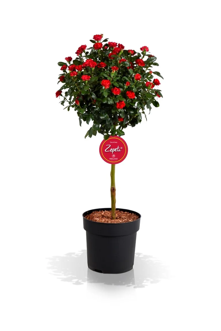 Rosa 'Zepeti' C5 (5 liters kruka) / 23 cm kruka