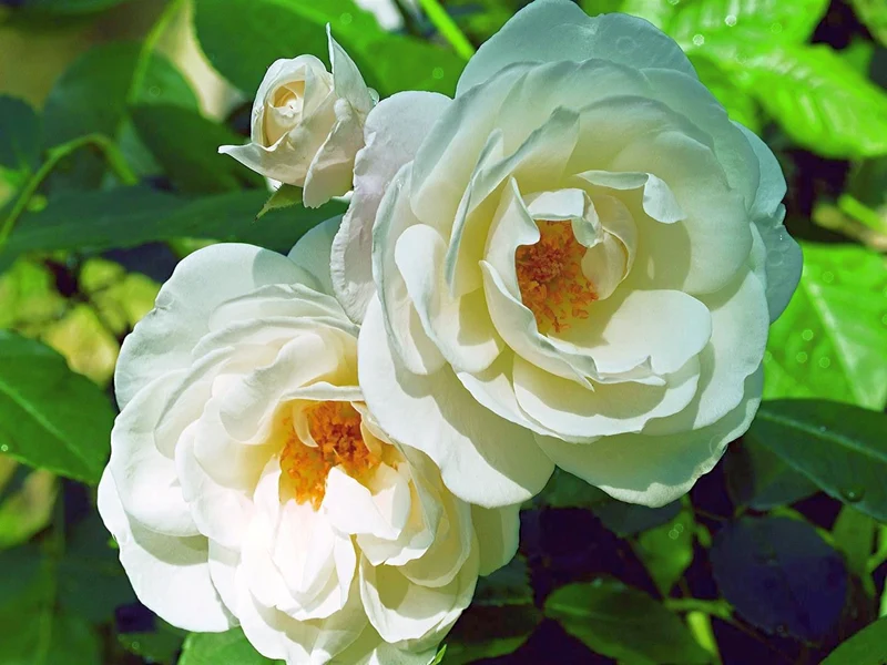 Rosa (F) 'Schneewittchen' C5 (5 liters kruka)