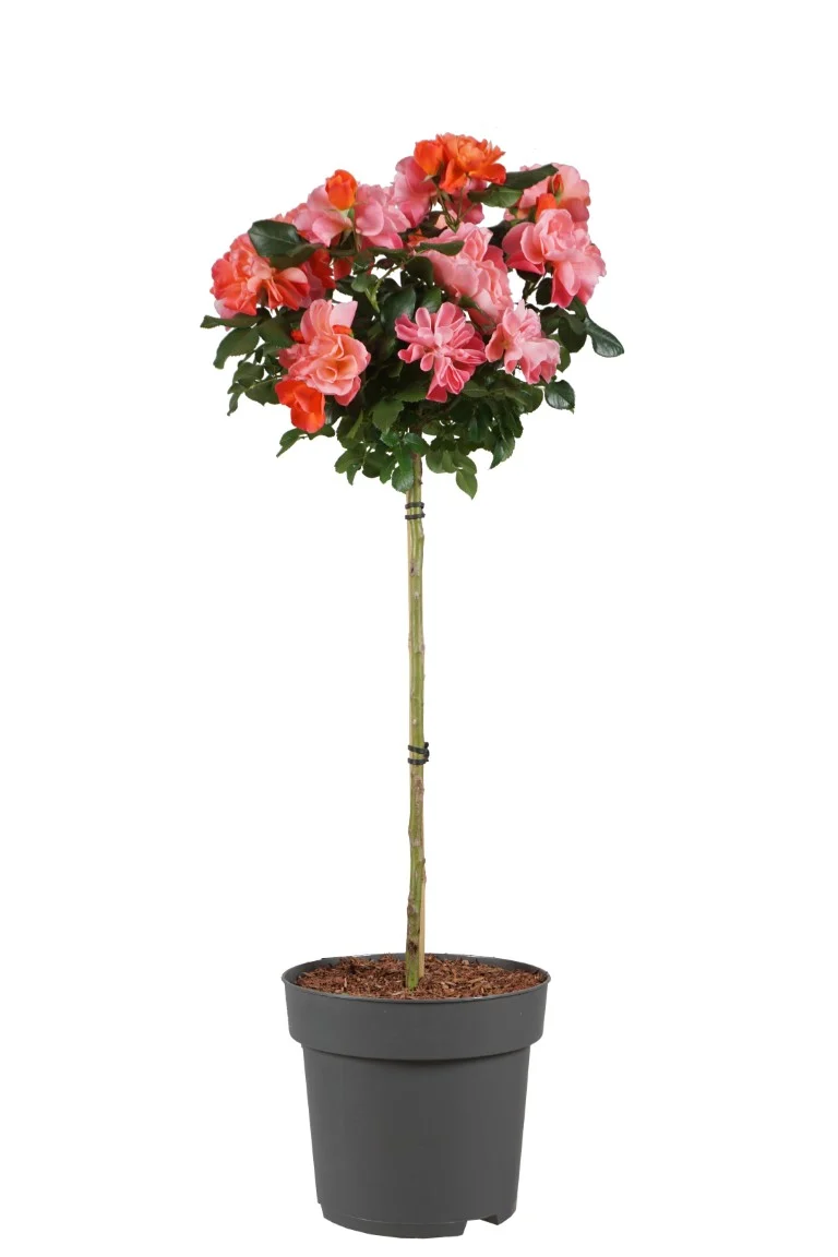 Rosa 'Sugar Candy'® stam 70 cm C10 (10 liters kruka)