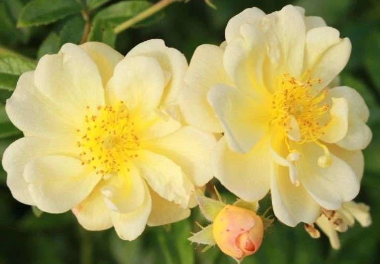 Rosa 'Sunny Siluetta' C5 (5 liters kruka) 70 cm