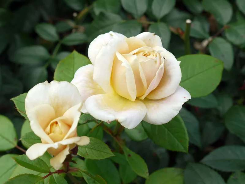Rosa 'Lion's Rose' 70 cm stam, C7,5 (7,5 liters kruka)