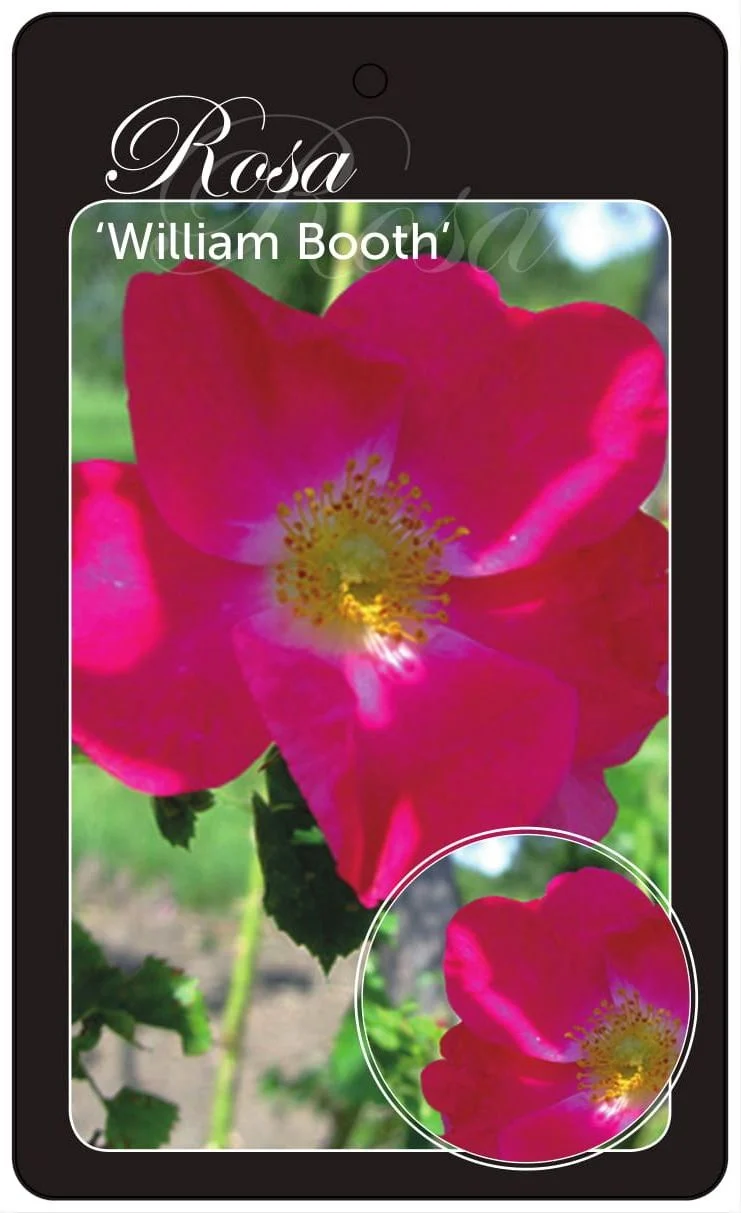Rosa 'William Booth' A-kvalitet barrotad