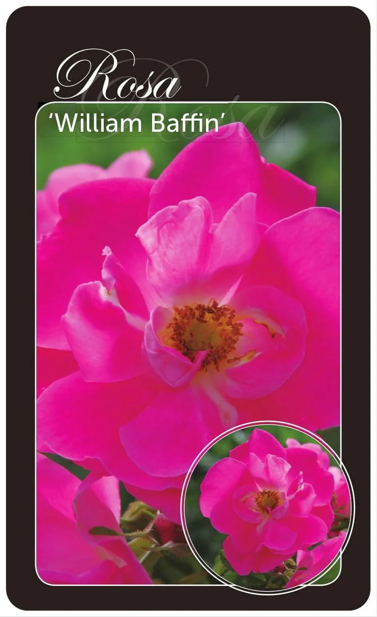 Rosa (H) 'William Baffin' A-kvalitet barrotad