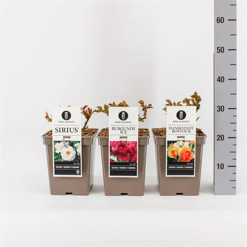 Rosa mix 'Shrub/ License/Classics' C5 (5 liters kruka) / 23 cm kruka