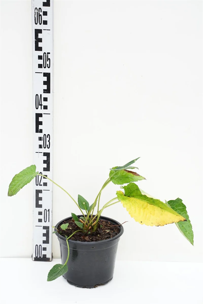 Rudbeckia f. 'Goldschirm' C2 (2 liters kruka)