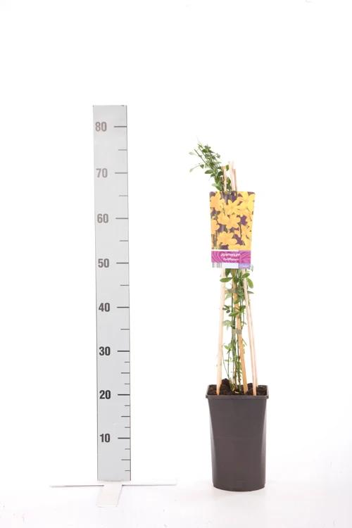 Rubus fruticosus 'Thornfree' C2,5 (2,5 liters kruka) 70 cm