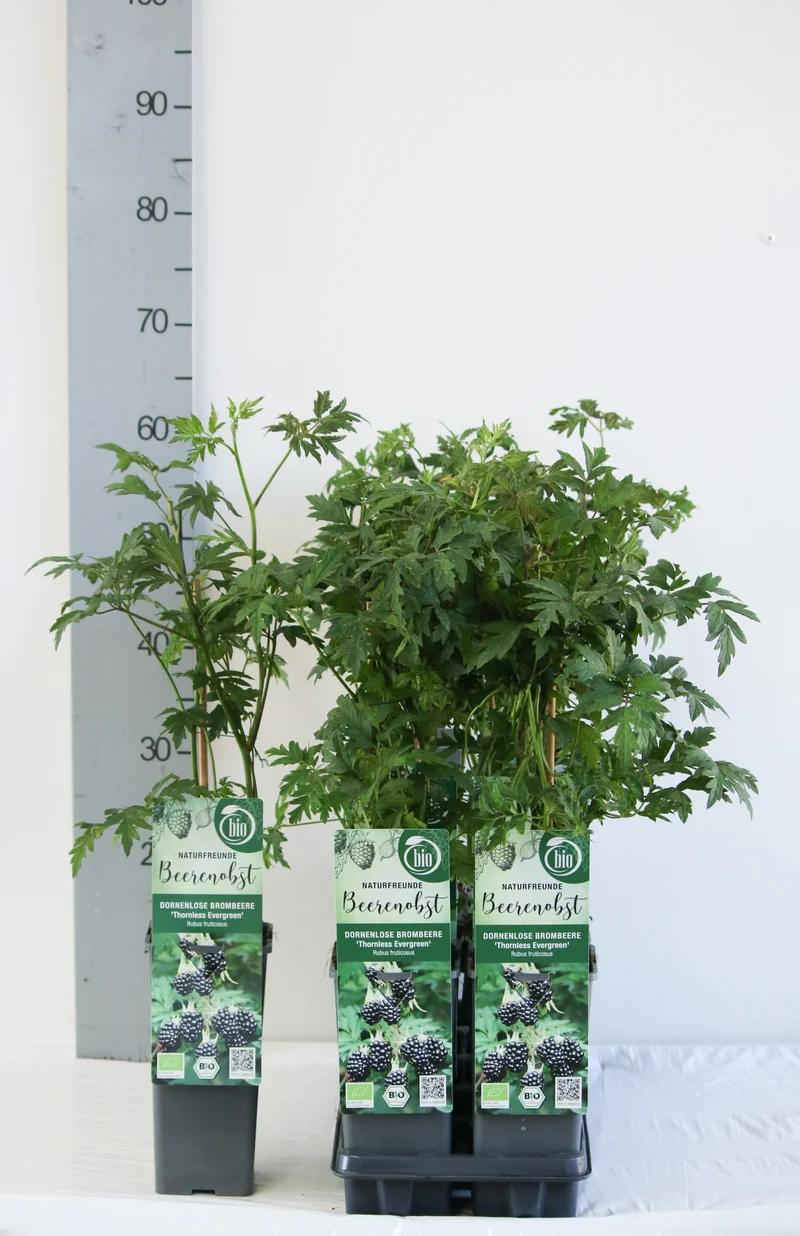 Rubus frut. 'Thornless Evergreen' C2 (2 liters kruka) 30-35 cm