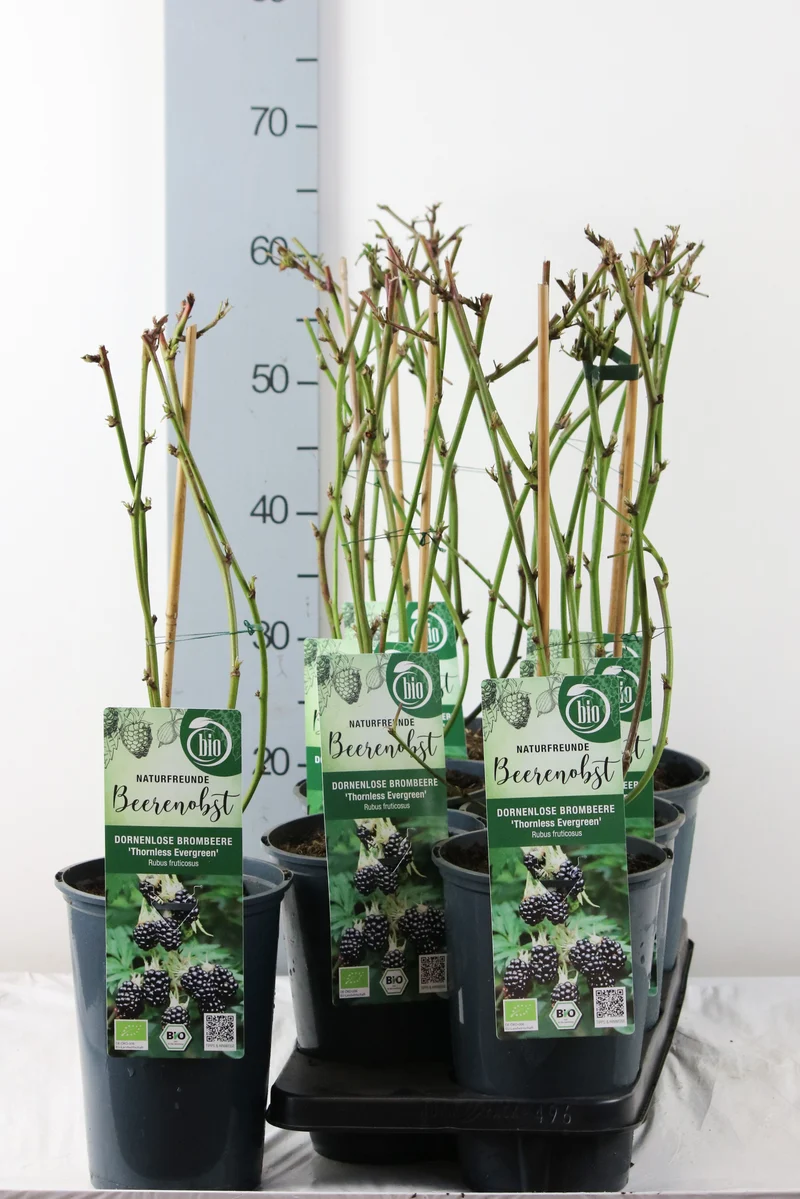 Rubus frut. 'Thornless Evergreen' C3 (3 liters kruka) 40-50 cm