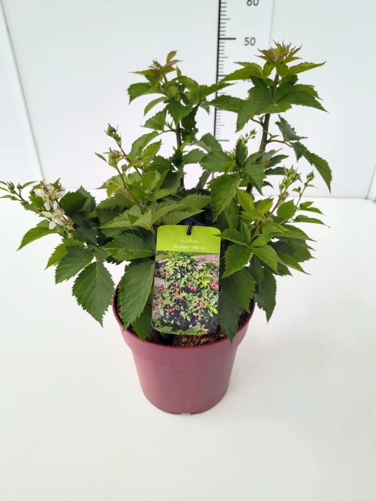 Rubus frut. 'Tiny Black'® C7 (7 liters kruka) 40–60 cm