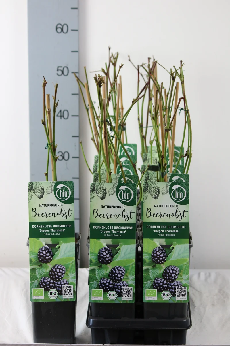 Rubus frut. 'Oregon Thornless' C2 (2 liters kruka) 30-35 cm