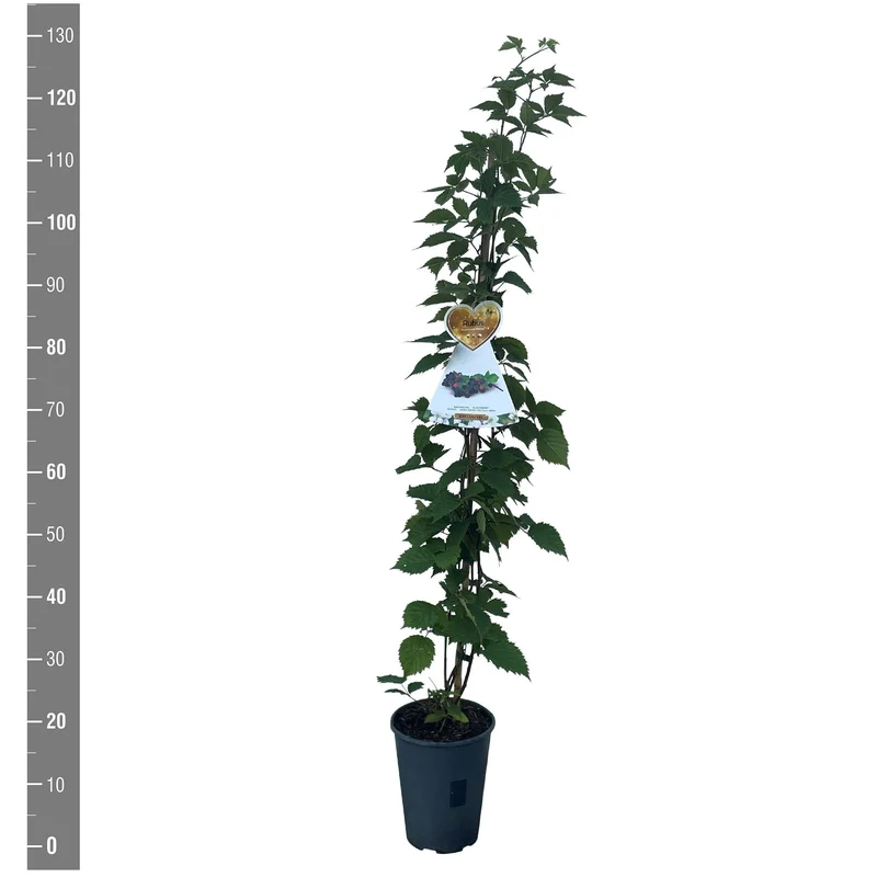 Rubus frut. Nessy C4 (4 liters kruka) 120 cm på käpp