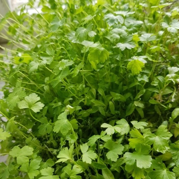 Sproutly: EKO Persiljefrön 40g