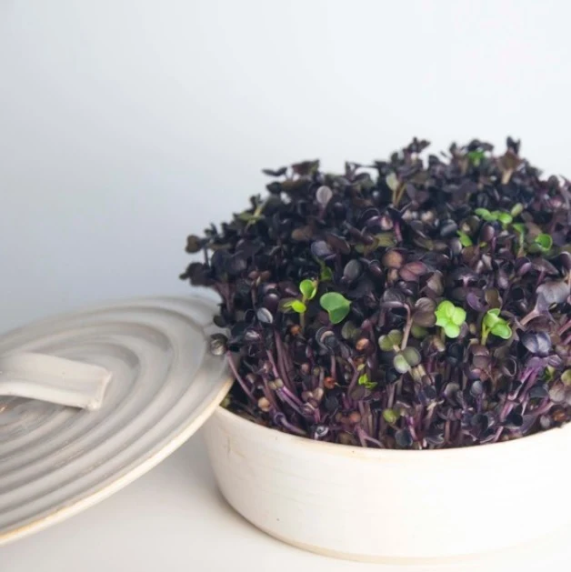 Sproutly: Ellens Skottfat Vit