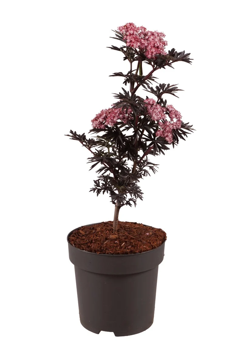 Sambucus nigra 'Laced Up'® C3 (3 liters kruka) 30-40 cm