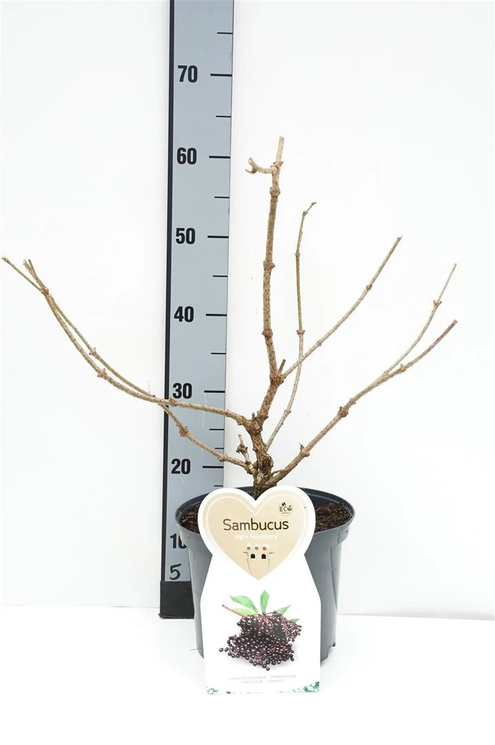 Sambucus nigra 'Haschberg' C5 (5 liters kruka) Buske