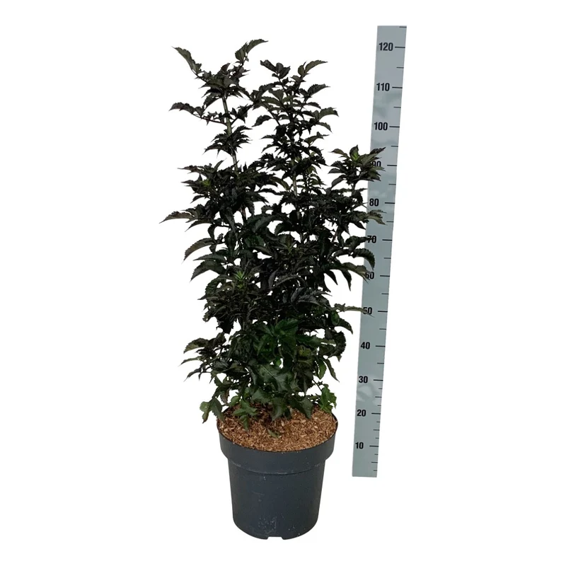 Sambucus nigra 'Black Tower' 175-200 cm rotklump