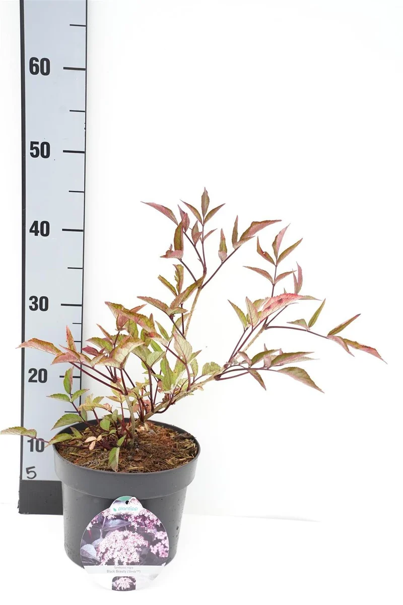 Sambucus nigra 'Black Beauty' C3 (3 liters kruka) 30-40 cm