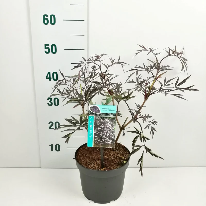 Sambucus nigra 'Black Lace' C2 (2 liters kruka) 20-40 cm