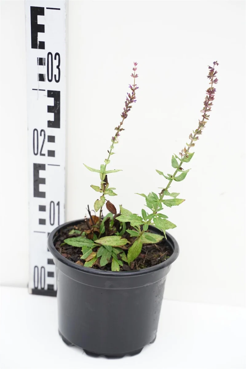 Salvia nemorosa 'Ostfriesland' C2 (2 liters kruka)