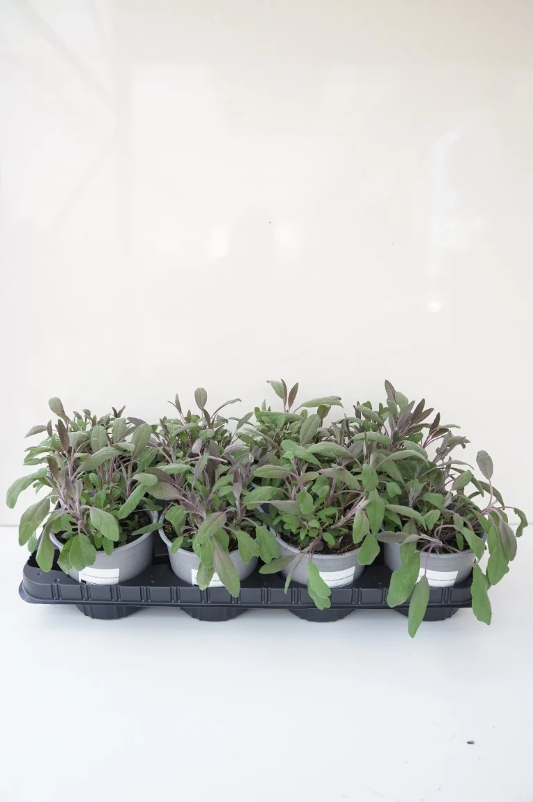 Salvia off. 'Purpurascens' C1,5 (1,5 liters kruka)