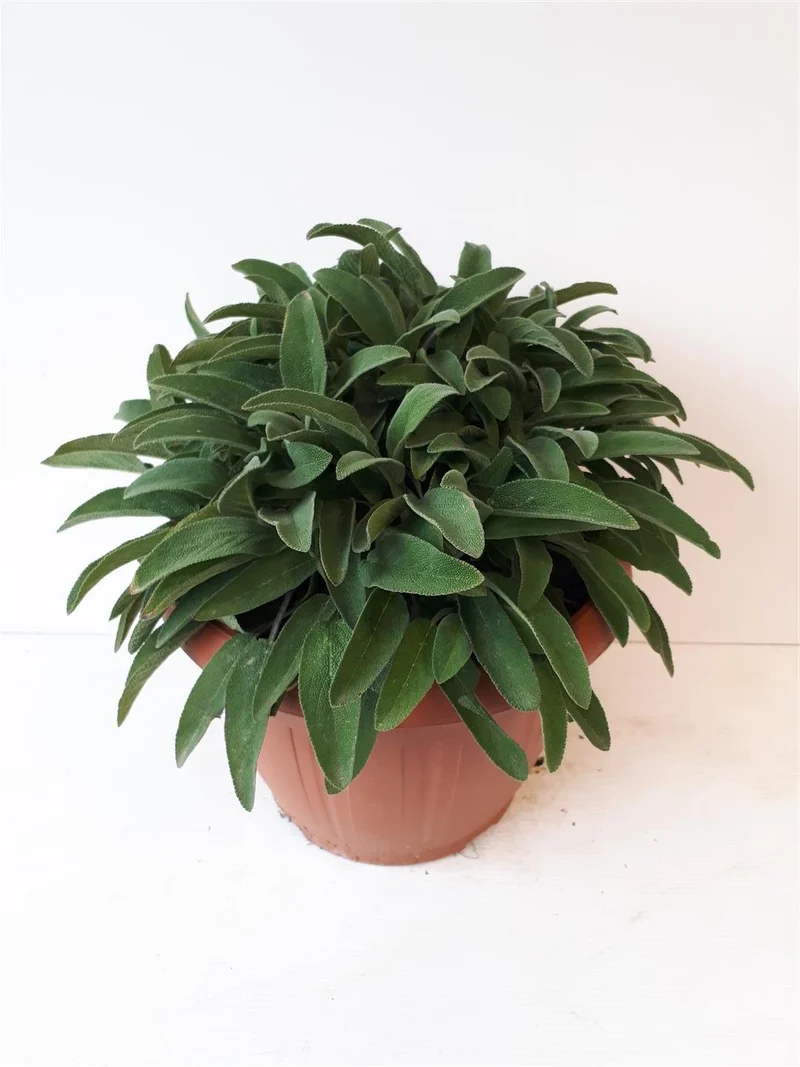 Salvia officinalis C6 (6 liters kruka) / 25 cm kruka