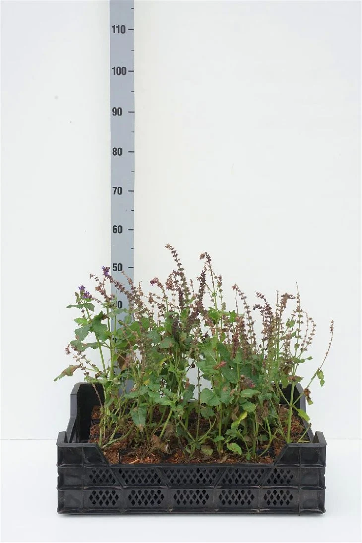 Salvia nemorosa 'Mainacht' 9 cm kruka