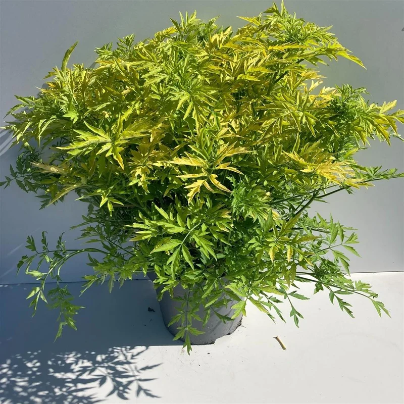 Sambucus nigra 'Golden Tower' 150-175 cm rotklump