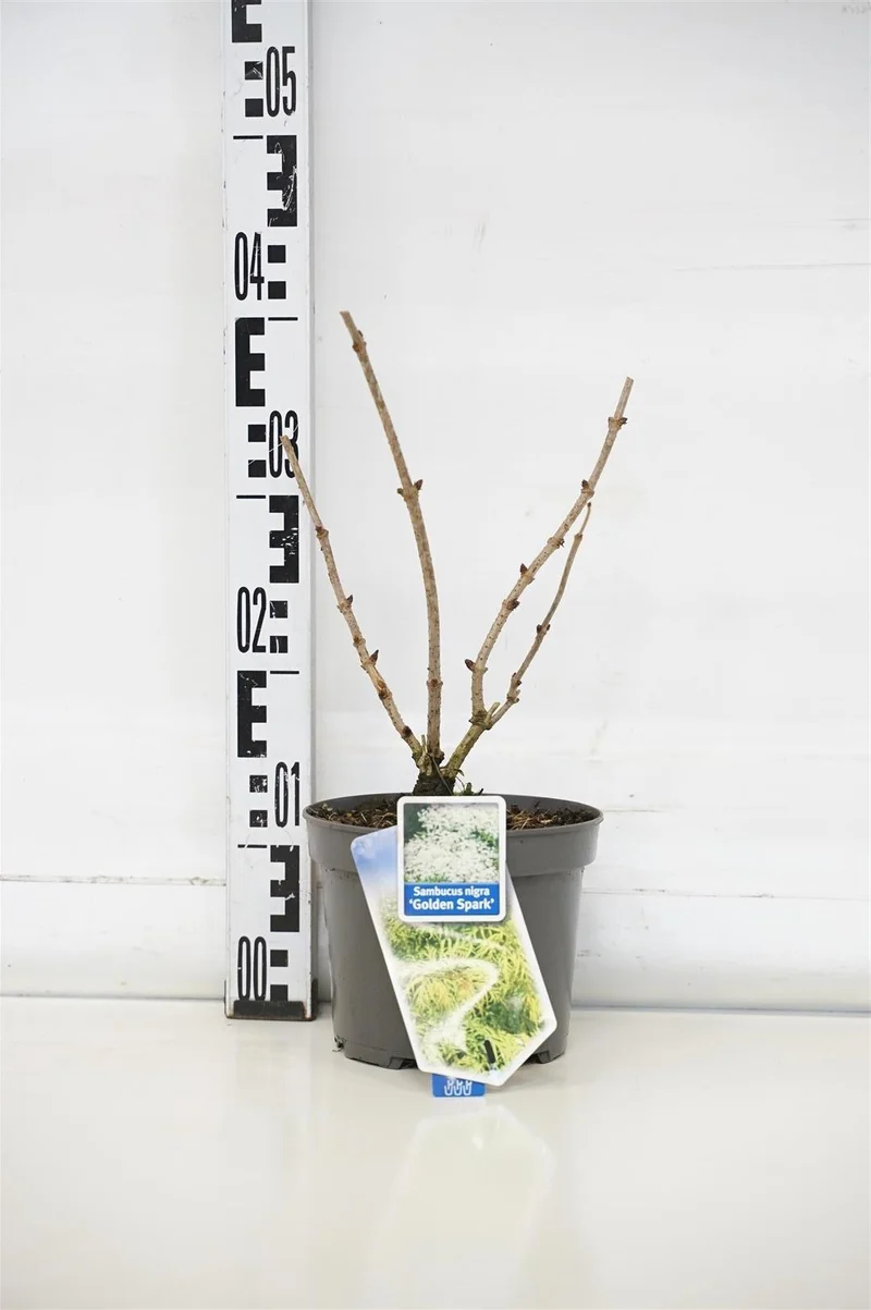 Sambucus nigra 'Golden Spark'® C3 (3 liters kruka) 30-40 cm
