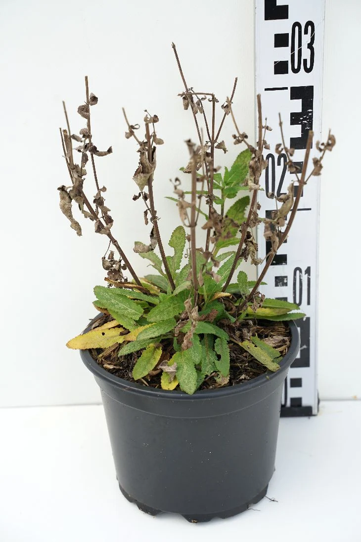 Salvia nemorosa 'Caradonna' C2 (2 liters kruka)