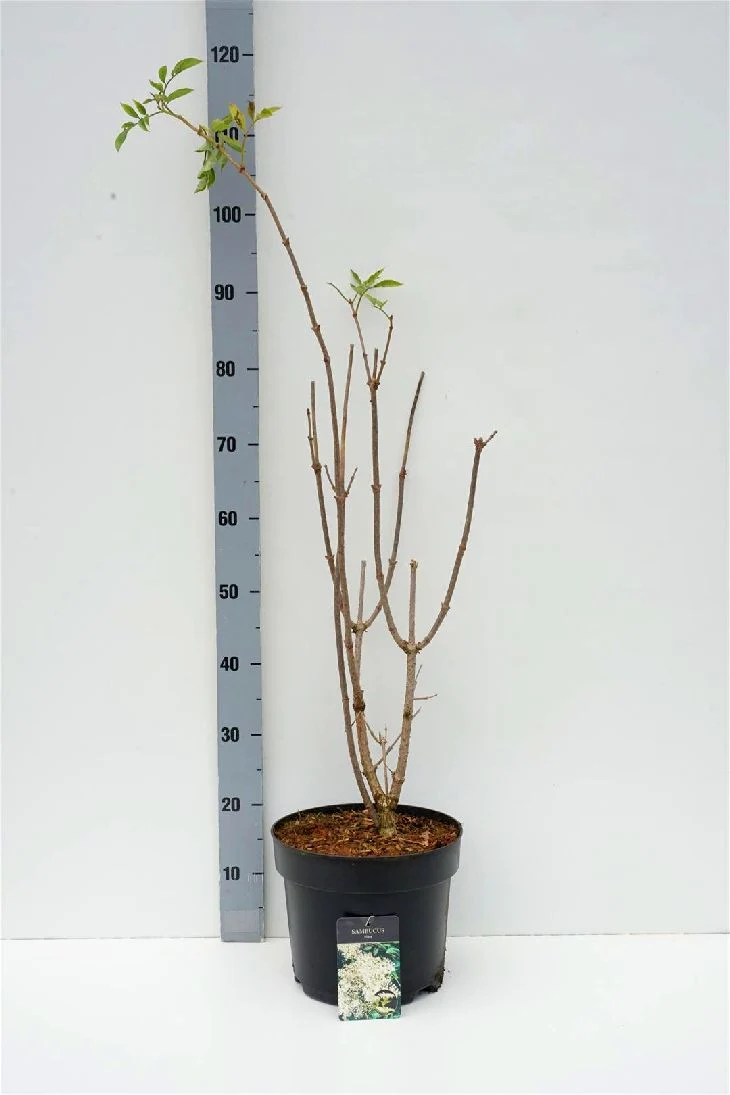 Sambucus nigra C7,5 (7,5 liters kruka) 60-80 cm