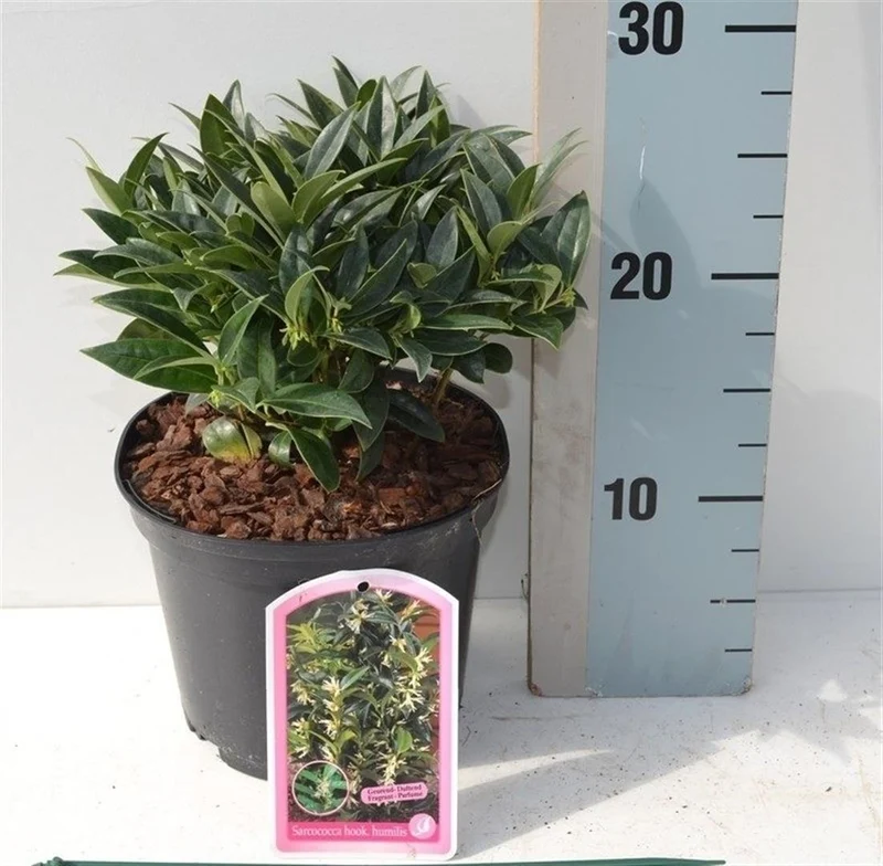 Sarcococca hookeriana humilis C2 (2 liters kruka) 15-20 cm