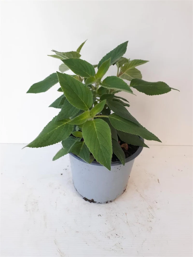 Salvia elegans C1,5 (1,5 liters kruka)
