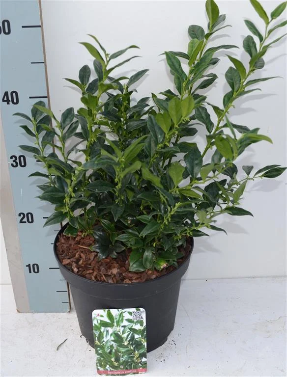 Sarcococca confusa C5 (5 liters kruka) 30-35 cm