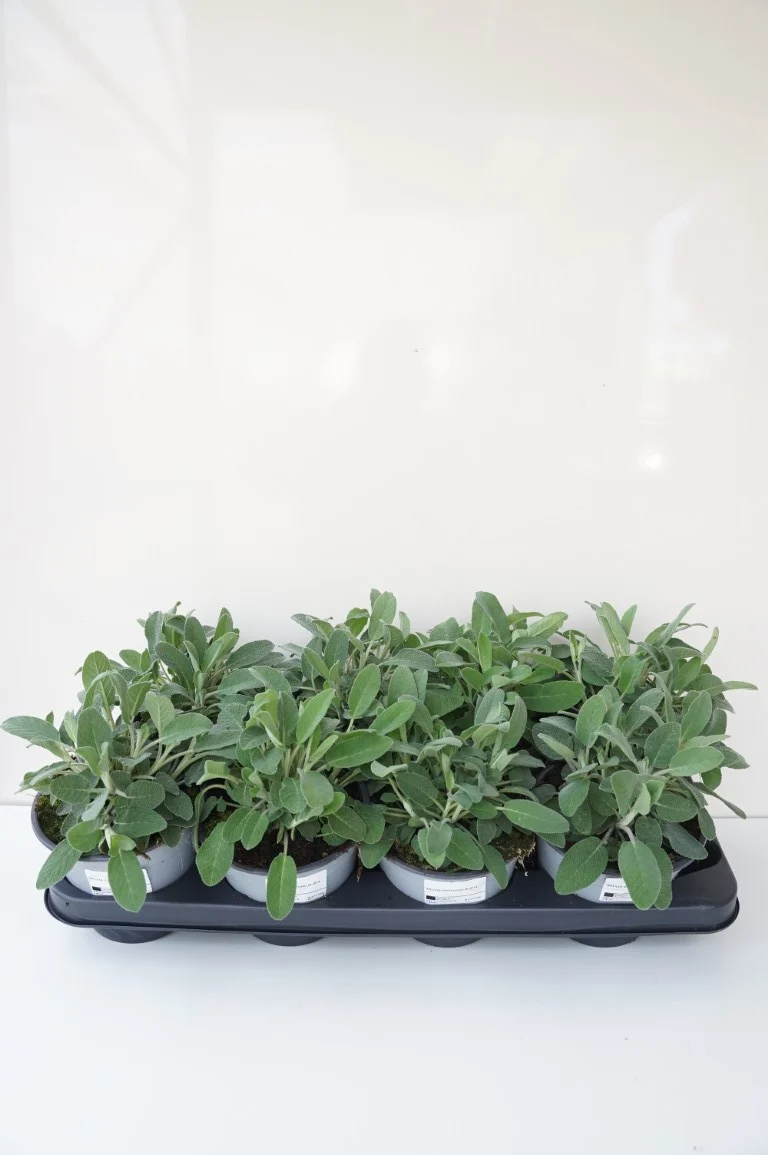 Salvia officinalis C1,5 (1,5 liters kruka / 14 cm kruka)