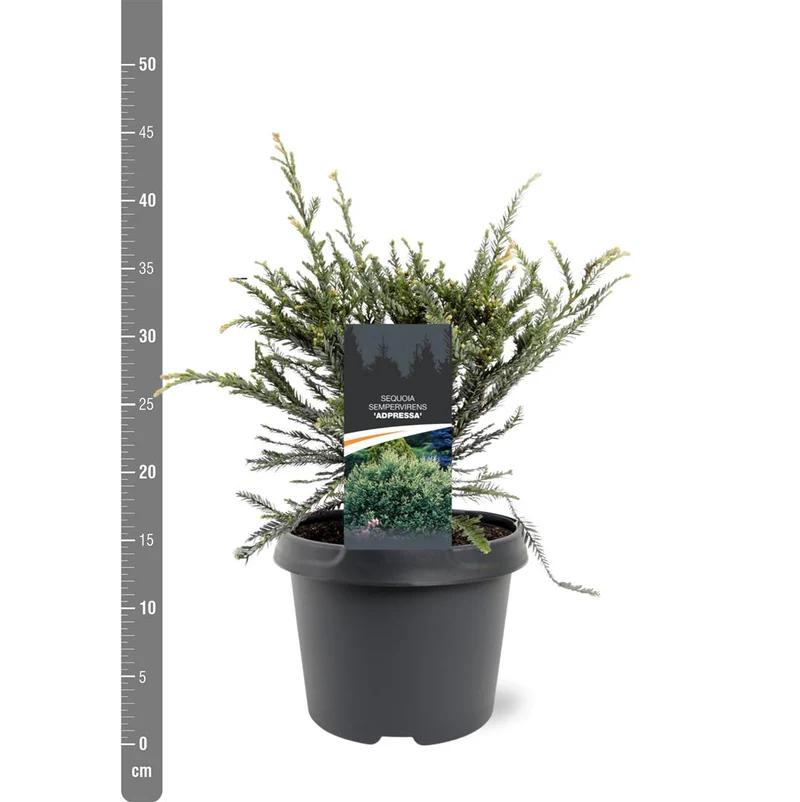 Sequoia sempervirens 'Adpressa' C3 (3 liters kruka) 25-30 cm