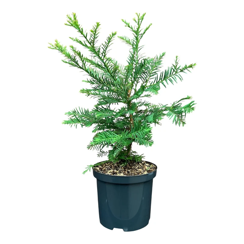 Sequoia sempervirens C2,5 (2,5 liters kruka) 20-25 cm