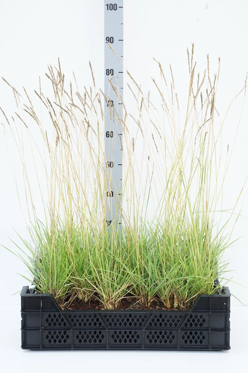 Sesleria autumnalis 9 cm kruka