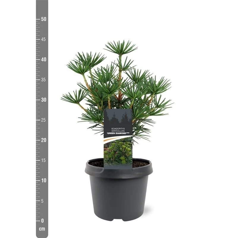Sciadopitys verticillata C5 (5 liters kruka) 25-30 cm