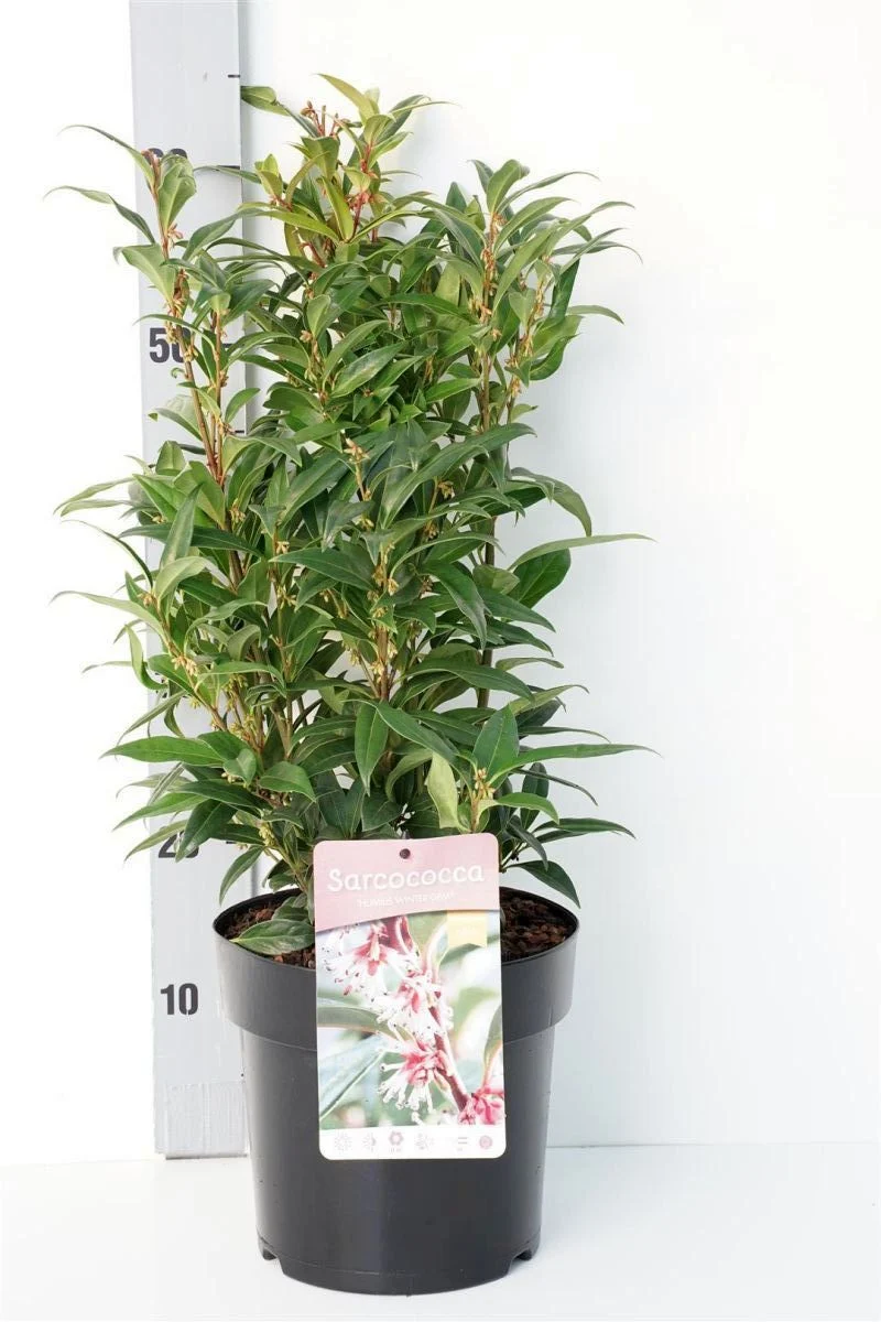 Sarcococca 'Winter Gem' 30-40 cm C4 (4 liters kruka)