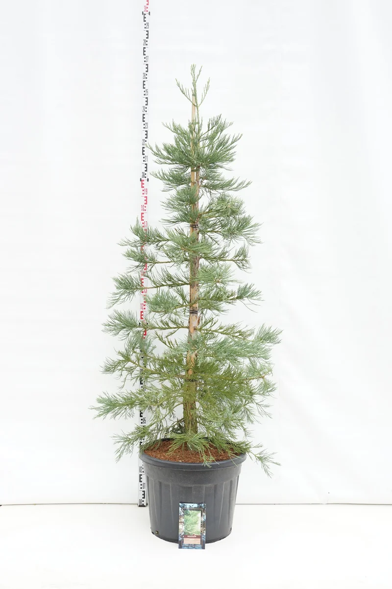 Sequoiadendron gig. 'Healthy Mammoth Three' PBR C90 (90 liters kruka) 175-200 cm Extra
