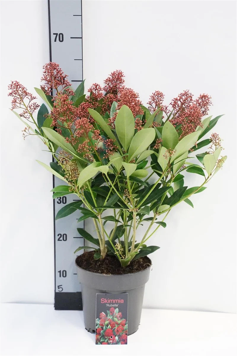 Skimmia j. 'Rubella' C2 (2 liters kruka) 20-30 cm