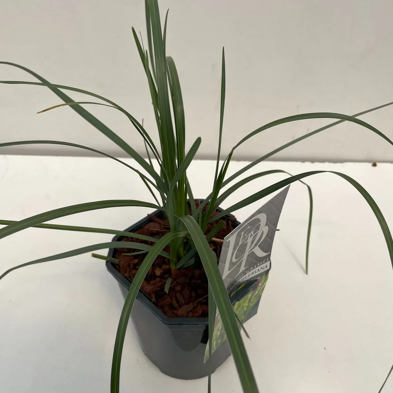 Sesleria heufleriana 9 cm kruka