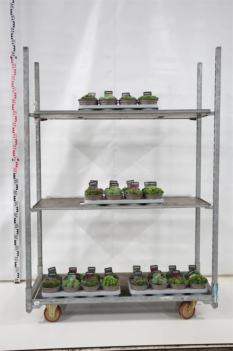 Sempervivum i olika sorter C1,5 (1,5 liters kruka / 14 cm kruka)