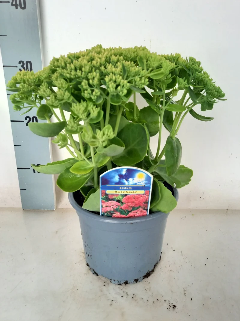 Sedum 'Herbstfreude' C2 (2 liters kruka)